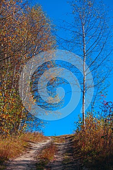 Autumn forest ray sunlight red yellow deep sun mountaine blue sky