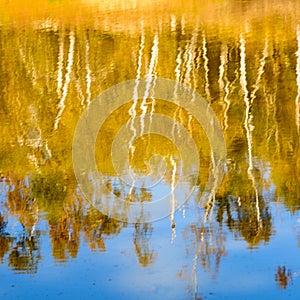 Autumn forest reflected in water