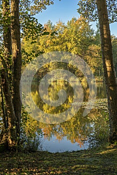 Autumn in the forest, reflected in water