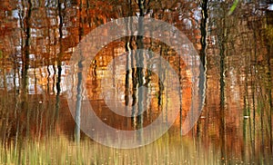 Autumn forest reflexion
