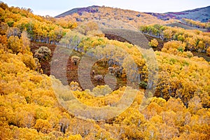 The autumn forest on the ridge