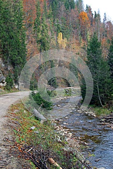 Autumn forest and river