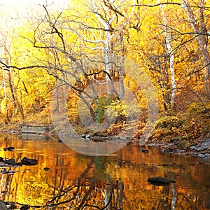 Autumn forest with river