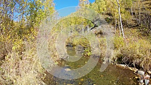 Autumn forest, river and falling foliage in sunny day