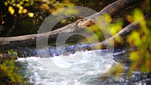 Autumn forest river flows, yellow leaves on the trees in the bokeh. Autumn season, golden autumn in forest.