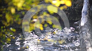 Autumn forest river flows, yellow leaves on the trees in the bokeh. Autumn season, golden autumn in forest.