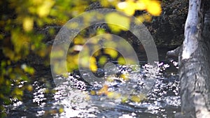 Autumn forest river flows, yellow leaves on the trees in the bokeh. Autumn season, golden autumn in forest.