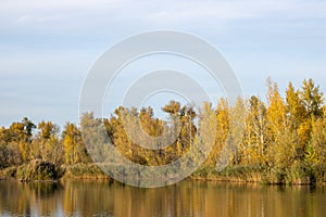 Autumn forest on the river. Landscape golden foliage and reflection of trees.