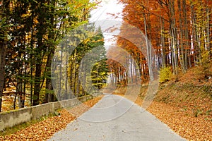 Autumn forest road