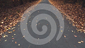 Autumn forest road. Colorful landscape with trees, rural road, orange leaves. Travel. Autumn background. Magic forest