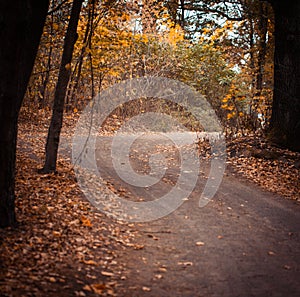 Autumn forest road. Colorful landscape with trees, rural road, orange leaves. Travel. Autumn background. Magic forest