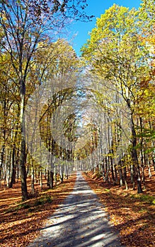 Autumn forest road in deciduous beech woodland