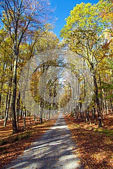 Autumn forest road in deciduous beech woodland