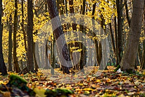 Autumn forest road leaves fall in ground landscape on autumnal background. Collection of Beautiful Colorful Autumn