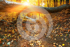 Autumn forest road leaves fall in ground landscape on autumnal background in November or october. Beautiful autumn landscape