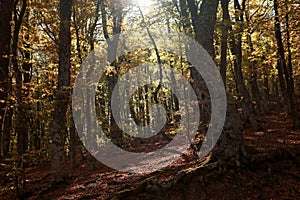 Autumn forest road leaves fall in ground landscape on autumnal background