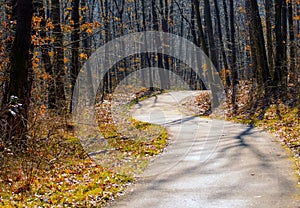Autumn forest road