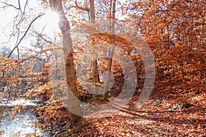 Autumn forest in Rock Creek Park, Washington DC - United States