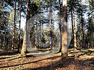 Autumn forest at the Sallandse Heuvelrug