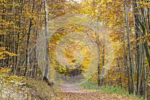 Autumn in forest in Sauerland
