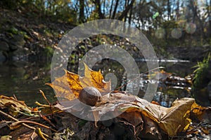 Autumn forest scene