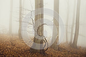 Autumn forest scene with fog through trees