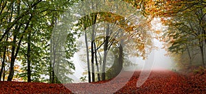 Autumn forest scenery