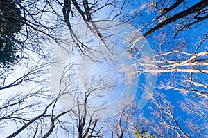 Autumn forest scenery bottom view, leafless tree trunks standing at late autumn time. View from bottom up to sky. Beautiful shape