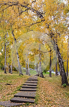 Autumn forest scenery with light illumining.