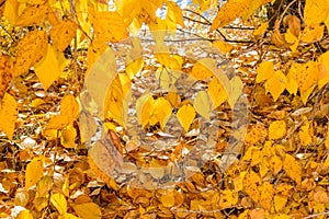 Autumn forest scenery with light illumining.