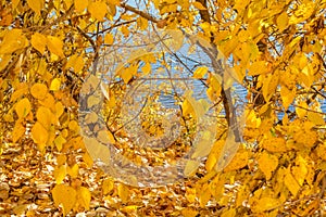 Autumn forest scenery with light illumining.