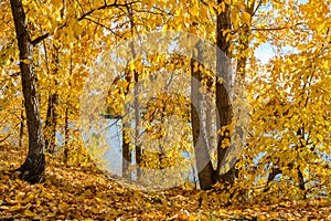 Autumn forest scenery with light illumining.