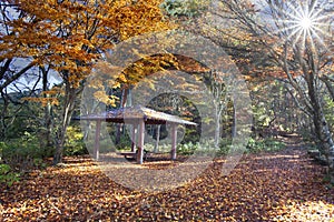 Autumn forest scenery with nice light of fall leaves