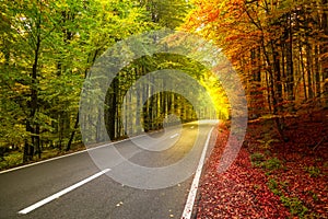 Autumn forest scenery with rays of warm light illuminating