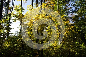 Autumn forest scenery with rays of warm light illumining the gold foliage