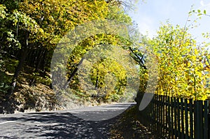 Autumn forest scenery with rays of warm light illumining the gold foliage