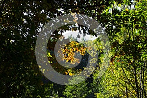 Autumn forest scenery with rays of warm light illumining the gold foliage