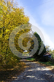 Autumn forest scenery with rays of warm light illumining the gold foliage