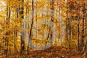 Autumn forest scenery with rays of warm light illumining the gold foliage and a footpath leading into the scene