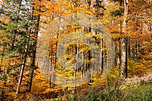 Autumn forest scenery with rays of warm light illumining the gold foliage and a footpath leading into the scene