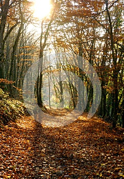 Autumn forest scenery with rays of warm light illumining the gold foliage and a footpath leading into the scene