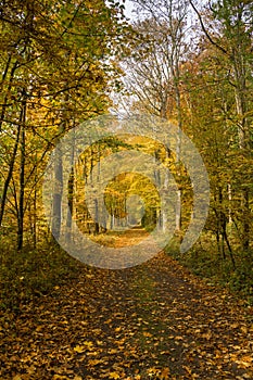 Autumn forest scenery with rays of warm light illumining the gold foliage and a footpath leading into the scene