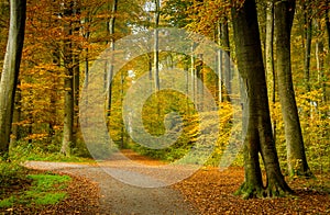 Autumn forest scenery with rays of warm light illumining the gold foliage and a footpath leading into the scene