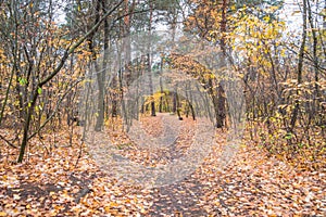 Autumn forest scenery with road of fall leaves. Footpath in scene autumn forest nature. Cloudy october day in colorful forest,