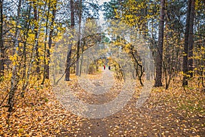 Autumn forest scenery with road of fall leaves & warm light illu