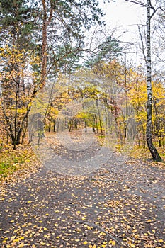 Autumn forest scenery with road of fall leaves & warm light illumining the gold foliage.