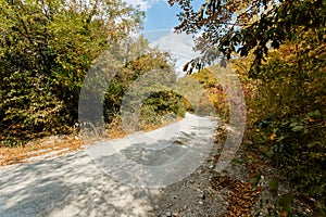 Autumn forest scenery with road of fall leaves, warm light illumining the gold foliage. Footpath in scene autumn forest nature.