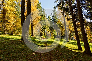 Autumn forest scenery with road of fall leaves & warm light illumining the gold foliage. Footpath in scene autumn forest nature.