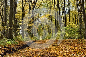 Autumn forest scenery with road of fall leaves and warm light illumining the gold foliage. Vivid october day in colorful forest