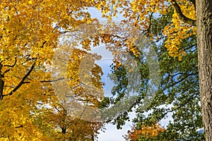 Autumn forest scenery. Warm light illumining the gold foliage and green needles. Scene autumn forest nature.